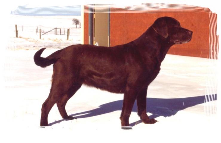 CAORUNN`S MOCHA OF LOCHEND WCX CD
